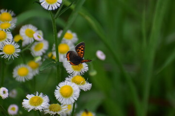 Small Copper butterfly feeding on Fleabane flowers © kamotori