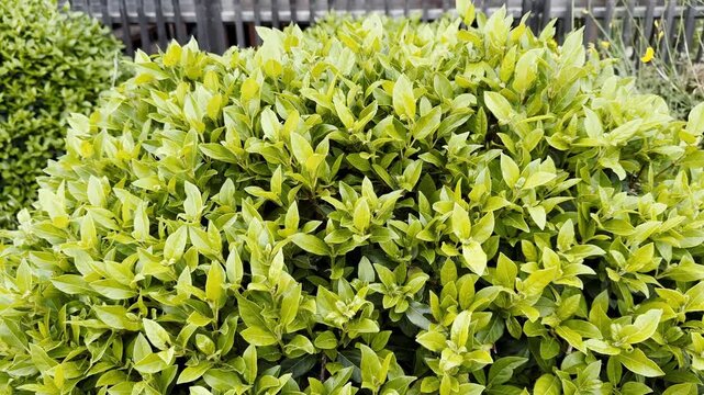 Close-up of golden euonymus hedge with bright yellow green leaves, dense garden foliage and soft fence background in spring daylight.