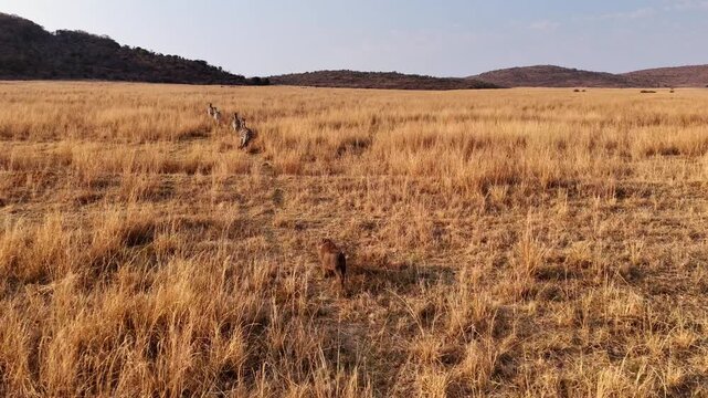 Warthog joins herd of zebra trotting though veld with tall dry grass, aerial