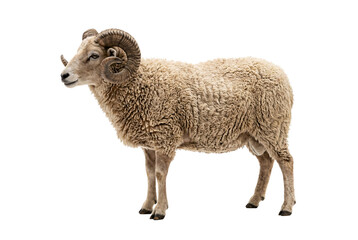 Fototapeta premium Merino wool ram sheep with thick fluffy cream fleece, small curved horns, side profile standing, farm livestock domestic animal