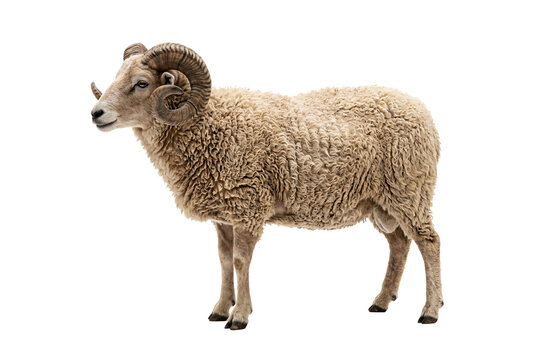 Merino wool ram sheep with thick fluffy cream fleece, small curved horns, side profile standing, farm livestock domestic animal