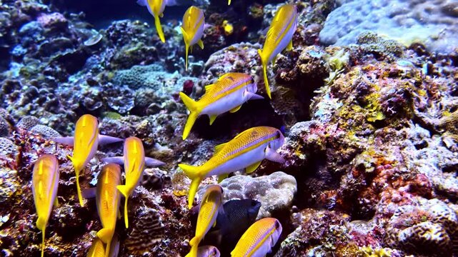 A group of yellow reef fish swims in a coordinated formation above coral-covered terrain. Parallel movement and consistent spacing create a striking sense of order and direction.