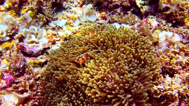 Two clownfish repeatedly appear and disappear among the waving tentacles of a sea anemone. The playful interaction creates a charming hide-and-seek scene beneath the surface.