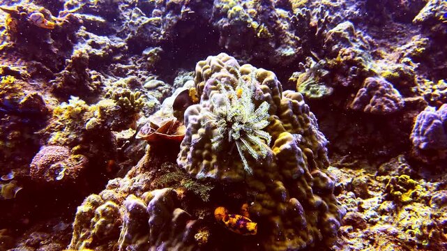 A feather star perches on top of a coral formation with its delicate arms fully extended. The crown-like shape and radial symmetry create a striking natural display against the reef backdrop.