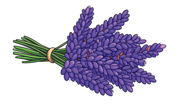 Bunch of purple lavender flowers tied.