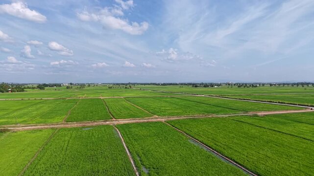 Drone aerial view of paddy fields at Penaga
