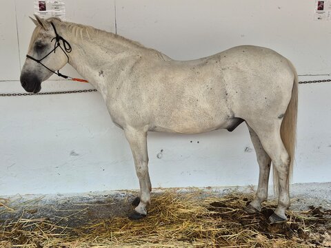 Caballo