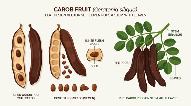 Carob Fruit Pods and Seeds Vector Illustration Set. Flat Design Botanical Diagram of Ceratonia Siliqua with Leaves and Stem.