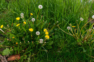 Yellow common dandelion flowers and white seed heads grow among tall green grass, showing wild lawn vegetation, spring meadow plants, natural seed dispersal and botanical texture. © Volha