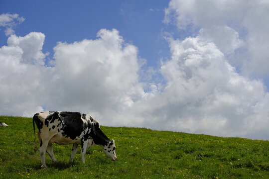 Black and white dairy cow grazing on a green meadow