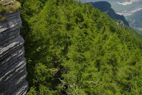 Larch forest on the edge of a rocky cliff in Lessinia mountains