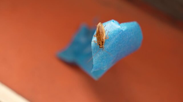 The American cockroach was caught in a glue trap. Destruction of insects at home. Insect management, close up of cockroach stuck on sticky glue cockroaches trap with bait with blurred background.