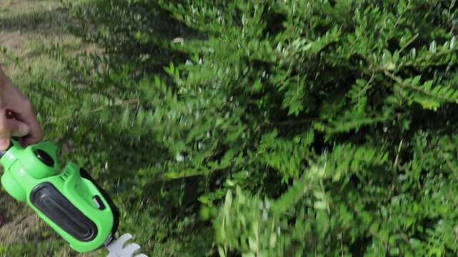 A woman in a garden shapes evergreen euonymus bushes with a cordless hedge trimmer