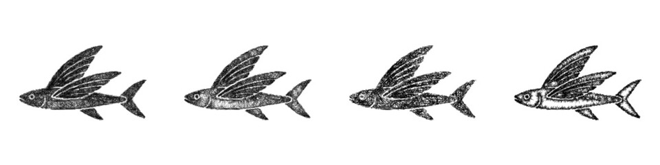 Obraz premium Sketch monochrome flying fish icon design set