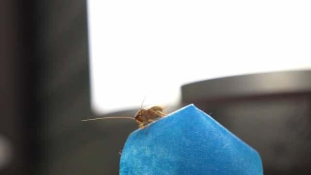The American cockroach was caught in a glue trap. Destruction of insects at home. Insect management, close up of cockroach stuck on sticky glue cockroaches trap with bait with blurred background.