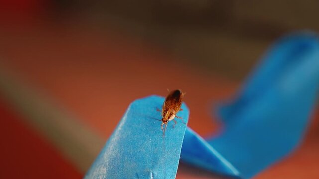 The American cockroach was caught in a glue trap. Destruction of insects at home. Insect management, close up of cockroach stuck on sticky glue cockroaches trap with bait with blurred background.
