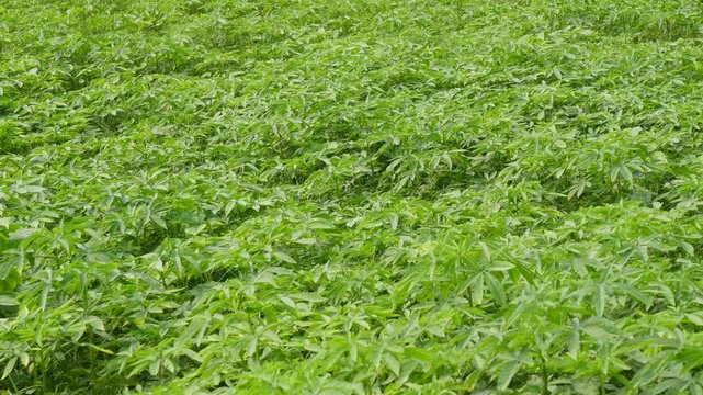 Lush Cassava Field with Dense Green Foliage
