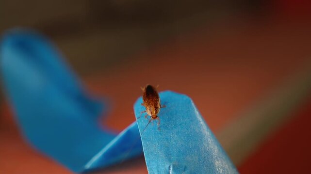 The American cockroach was caught in a glue trap. Destruction of insects at home. Insect management, close up of cockroach stuck on sticky glue cockroaches trap with bait with blurred background.