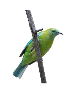 blue-winged leafbird - female (Chloropsis cochinchinensis) perched on branch isolated on white background. This has clipping path.