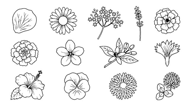 Hand drawn botanical flower collection with various floral sketches and garden blossoms.
