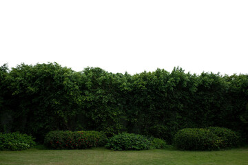 Fototapeta premium Green Garden Hedge with Copy Space