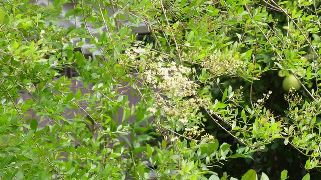 Green Leafy Henna Plant with Small White Blossoms
