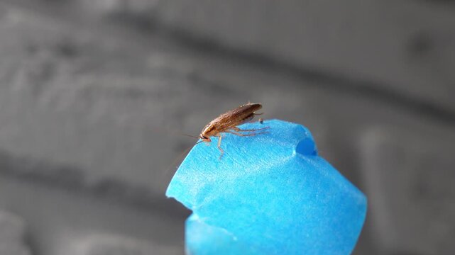 The American cockroach was caught in a glue trap. Destruction of insects at home. Insect management, close up of cockroach stuck on sticky glue cockroaches trap with bait with blurred background.