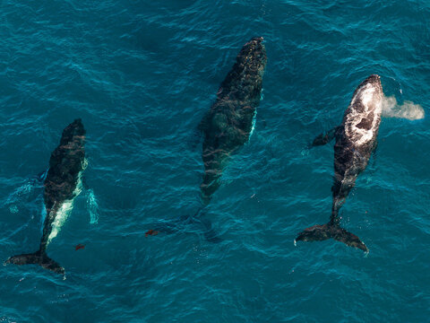 Aerial view of three whales swimming in the deep blue waters of Cheynes Beach in Cheynes, Western Australia, Australia.