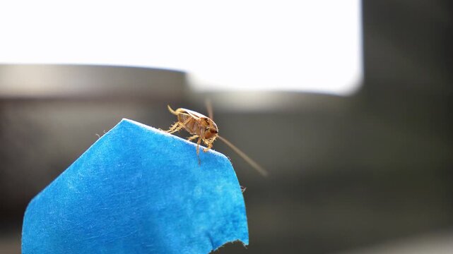 The American cockroach was caught in a glue trap. Destruction of insects at home. Insect management, close up of cockroach stuck on sticky glue cockroaches trap with bait with blurred background.