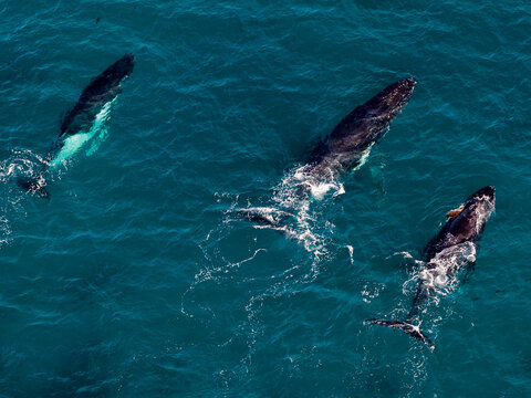 Aerial view of a pod of southern right whales swimming in the deep blue waters off the coast of Cheynes Beach, Cheynes, Western Australia, Australia.