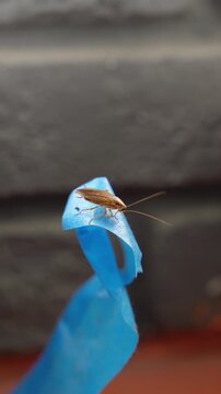 The American cockroach was caught in a glue trap. Destruction of insects at home. Insect management, close up of cockroach stuck on sticky glue cockroaches trap with bait with blurred background.