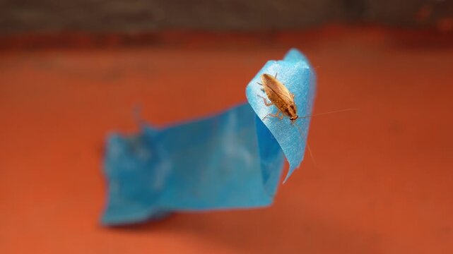 The American cockroach was caught in a glue trap. Destruction of insects at home. Insect management, close up of cockroach stuck on sticky glue cockroaches trap with bait with blurred background.