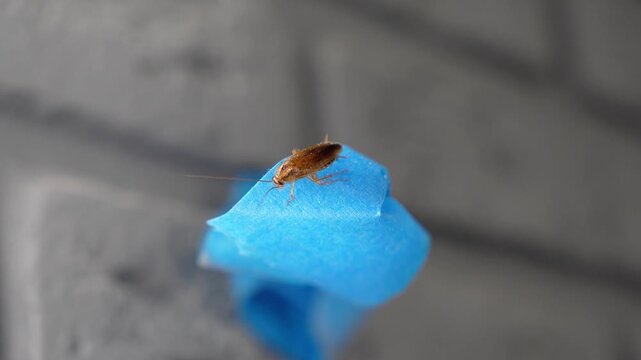 The American cockroach was caught in a glue trap. Destruction of insects at home. Insect management, close up of cockroach stuck on sticky glue cockroaches trap with bait with blurred background.