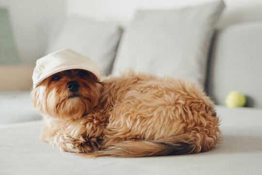 funny fluffy dog ​​in a cap is lying on a gray sofa.