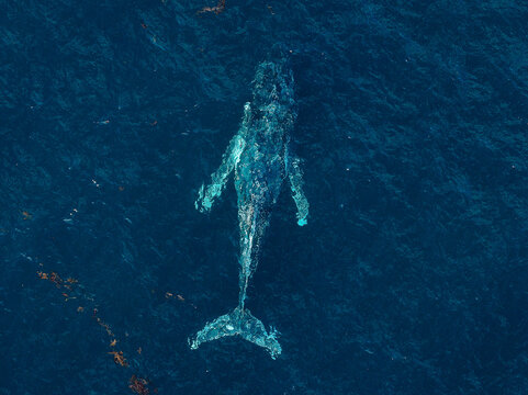 Aerial view of a humpback whale swimming in the deep blue waters near Cheynes Beach, showing its large flippers and tail fluke in Cheynes, Western Australia, Australia.