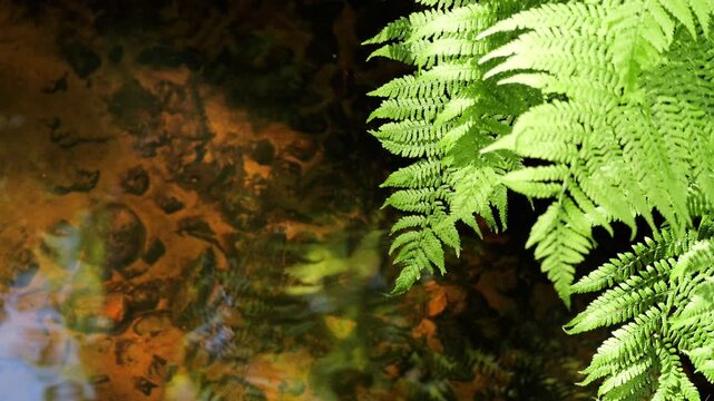 Green ferns hanging over a clear creek