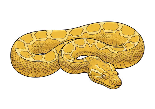Vector illustration of a coiled yellow python with detailed scale patterns and golden skin markings isolated on white, depicting a large tropical serpent or boa constrictor.