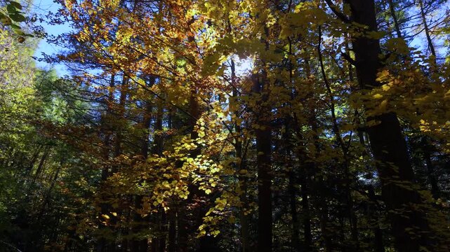 Forest in the area surrounding the Coll de Ladrones Fort (19th century) in the municipality of Canfranc, Jacetania Region, Huesca Province, Autonomous Community of Aragon, Spain, Europe