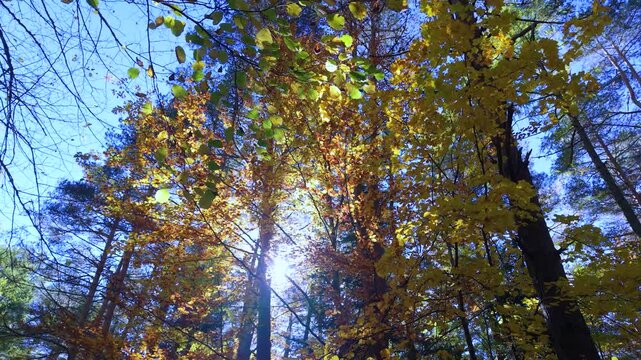 Forest in the area surrounding the Coll de Ladrones Fort (19th century) in the municipality of Canfranc, Jacetania Region, Huesca Province, Autonomous Community of Aragon, Spain, Europe