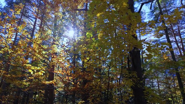 Forest in the area surrounding the Coll de Ladrones Fort (19th century) in the municipality of Canfranc, Jacetania Region, Huesca Province, Autonomous Community of Aragon, Spain, Europe