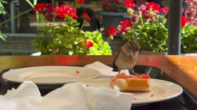 sparrow, close up of a small bird collecting bread crumbs on a wooden surface