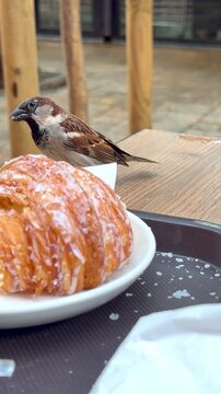 A sparrow eats in a cafe, and its chick steals a croissant, vertical video