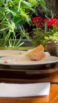 vertical video funny moments from the life of urban sparrows on a summer sunny day