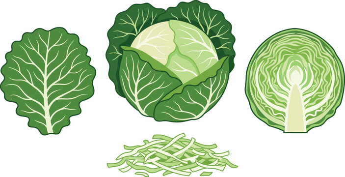 Fresh green cabbage vegetable vector set with whole head half cross section cut single leaf and shredded pieces isolated on white background