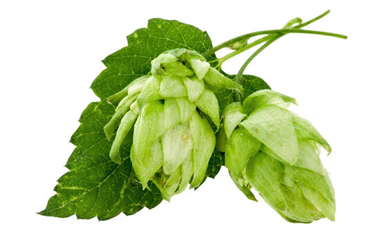 Fresh Green Hop Cones with Leaf