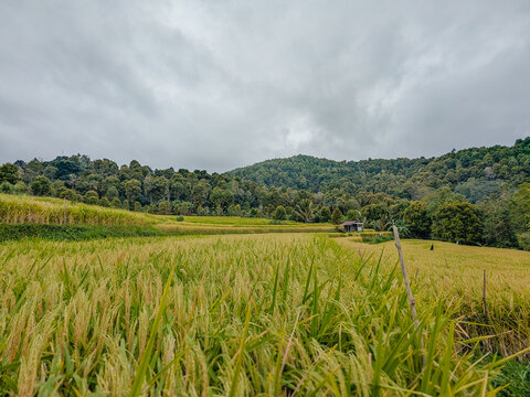beautiful view of rice fields with towering mountains