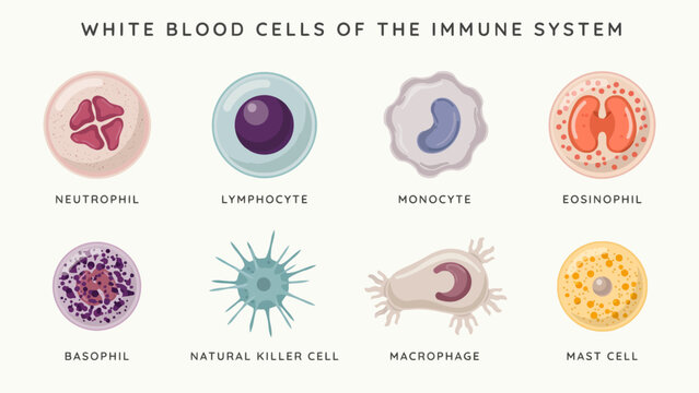 Illustrated white blood cells of the human immune system with labels . Vector Flat Illustration.