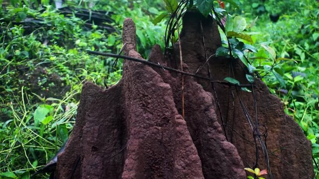 Majestic termite mound stands tall amidst the lush green Western Ghats jungle in Dandeli, Karnataka, India, showcasing incredible natural architecture.