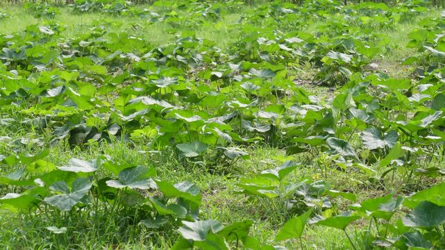 Sprawling Field of Green Leafy Pumpkin or Chayote Plants