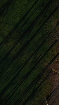 Aerial Top-Down View of a Lone Figure Walking Through Golden Hour Tree Shadows